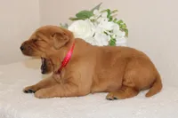 Penelope, a female Golden Retriever for sale in Hillsboro, WI – Photo 3 of 10