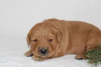 Penelope, a female Golden Retriever for sale in Hillsboro, WI – Photo 6 of 10