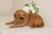 Penelope, a female Golden Retriever for sale in Hillsboro, WI – Photo 7 of 10