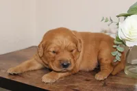 Penelope, a female Golden Retriever for sale in Hillsboro, WI – Photo 4 of 10