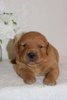 Penelope, a female Golden Retriever for sale in Hillsboro, WI – Photo 2 of 10