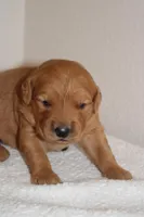 Penelope, a female Golden Retriever for sale in Hillsboro, WI – Photo 5 of 10