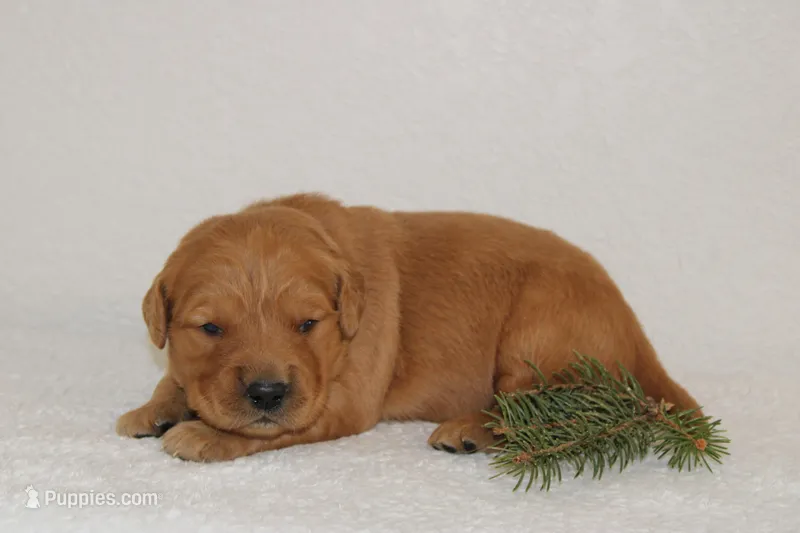 Penelope – Golden Retriever puppy for sale in Hillsboro, WI