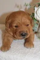 Penelope, a female Golden Retriever for sale in Hillsboro, WI – Photo 8 of 10