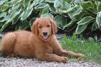Banjo (SOLD), a male Golden Retriever for sale in Hillsboro, WI – 4 of 10