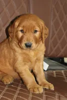 Star, a male Golden Retriever for sale in Hillsboro, WI – 2 of 10