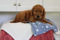 King, a male Golden Retriever for sale in Hillsboro, WI – 6 of 10