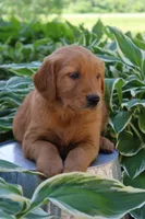 Anthem, a male Golden Retriever for sale in Hillsboro, WI – 5 of 9