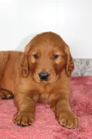 Caramel, a male Golden Retriever for sale in Hillsboro, WI – 5 of 9