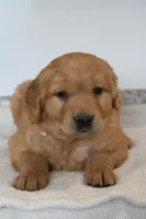 Harper, a male Golden Retriever for sale in Hillsboro, WI – Photo 8 of 10