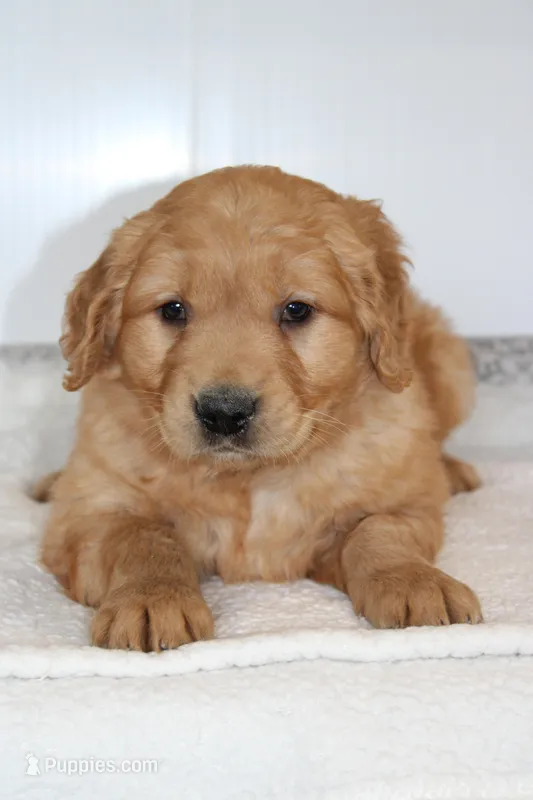Harper – Golden Retriever puppy for sale in Hillsboro, WI