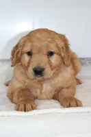 Harper, a male Golden Retriever for sale in Hillsboro, WI – Photo 2 of 10
