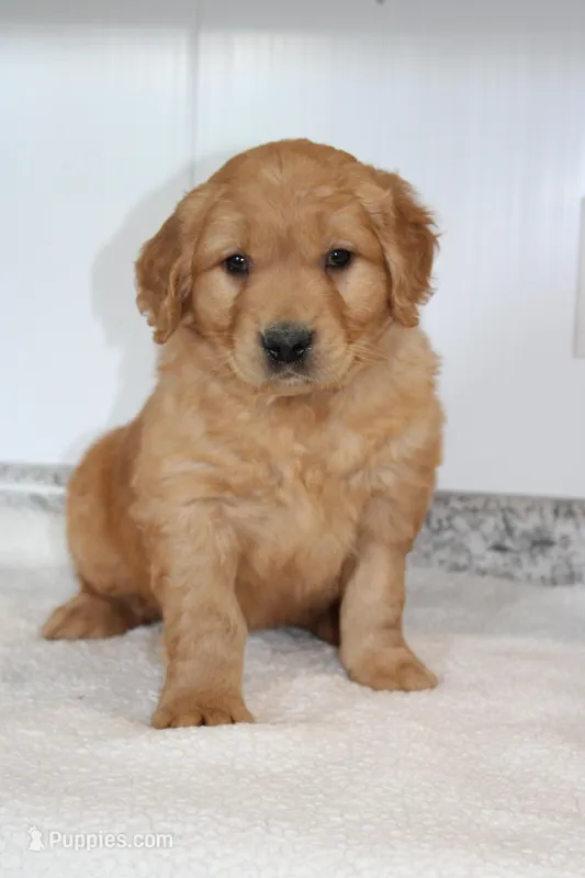 Harper – Golden Retriever puppy for sale in Hillsboro, WI