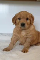 Harper, a male Golden Retriever for sale in Hillsboro, WI – Photo 7 of 10