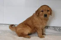 Harper, a male Golden Retriever for sale in Hillsboro, WI – Photo 6 of 10