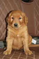 Star, a male Golden Retriever for sale in Hillsboro, WI – 4 of 10