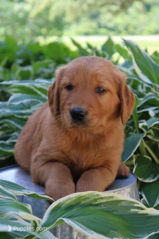 Anthem – Golden Retriever puppy for sale in Hillsboro, WI