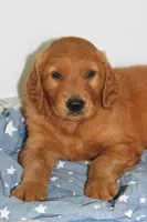 Banjo, a male Golden Retriever for sale in Hillsboro, WI – 7 of 10