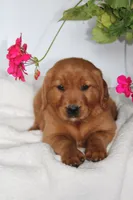 Scarlet, a female Golden Retriever for sale in Hillsboro, WI – 7 of 9