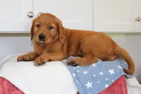 King, a male Golden Retriever for sale in Hillsboro, WI – 3 of 10