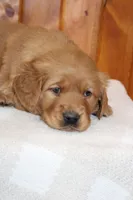 Comrade, a male Golden Retriever for sale in Hillsboro, WI – Photo 5 of 6