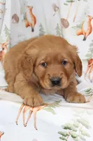 Comrade, a male Golden Retriever for sale in Hillsboro, WI – Photo 2 of 6