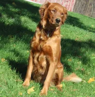Comrade, a male Golden Retriever for sale in Hillsboro, WI – Photo 6 of 6