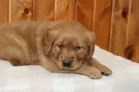 Comrade, a male Golden Retriever for sale in Hillsboro, WI – Photo 4 of 6