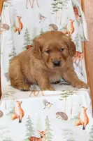 Comrade, a male Golden Retriever for sale in Hillsboro, WI – Photo 3 of 6