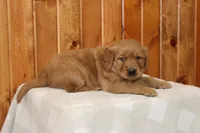 Comrade, a male Golden Retriever for sale in Hillsboro, WI – Photo 1 of 6