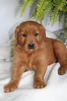 Scarlet, a female Golden Retriever for sale in Hillsboro, WI – 5 of 9