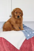King, a male Golden Retriever for sale in Hillsboro, WI – 2 of 10