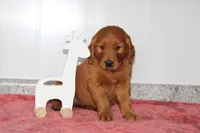 Caramel, a male Golden Retriever for sale in Hillsboro, WI – 1 of 9