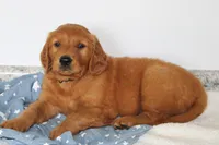 Banjo, a male Golden Retriever for sale in Hillsboro, WI – 8 of 10
