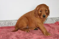 Caramel, a male Golden Retriever for sale in Hillsboro, WI – 6 of 9