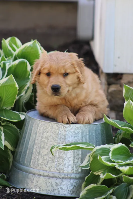 Harper – Golden Retriever puppy on hold in Hillsboro, WI