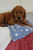 King, a male Golden Retriever for sale in Hillsboro, WI – 7 of 10