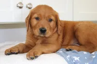 King, a male Golden Retriever for sale in Hillsboro, WI – 4 of 10