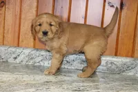 Stella, a female Golden Retriever for sale in Hillsboro, WI – Photo 5 of 8