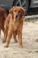 Bailey, a female Golden Retriever for sale in Hillsboro, WI – Photo 8 of 10