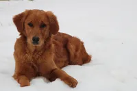 Bailey, a female Golden Retriever for sale in Hillsboro, WI – Photo 9 of 10