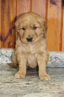 Stella, a female Golden Retriever for sale in Hillsboro, WI – Photo 6 of 8