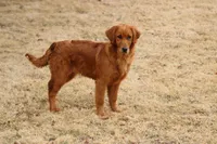 Bailey, a female Golden Retriever for sale in Hillsboro, WI – Photo 4 of 10