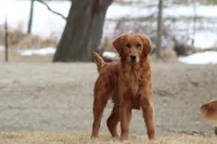Bailey, a female Golden Retriever for sale in Hillsboro, WI – Photo 1 of 10