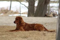 Bailey, a female Golden Retriever for sale in Hillsboro, WI – Photo 6 of 10