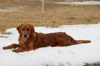 Bailey, a female Golden Retriever for sale in Hillsboro, WI – Photo 10 of 10