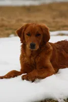 Bailey, a female Golden Retriever for sale in Hillsboro, WI – Photo 2 of 10