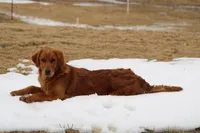 Bailey, a female Golden Retriever for sale in Hillsboro, WI – Photo 7 of 10