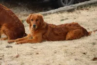 Bailey, a female Golden Retriever for sale in Hillsboro, WI – Photo 3 of 10