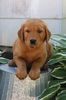 Anthem, a male Golden Retriever for sale in Hillsboro, WI – 6 of 9